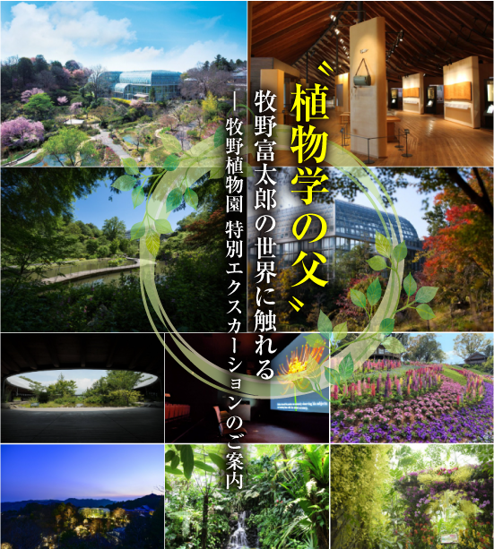 植物学の父　牧野富太郎の世界に触れる　牧野植物園 特別エクスカーションのご案内
